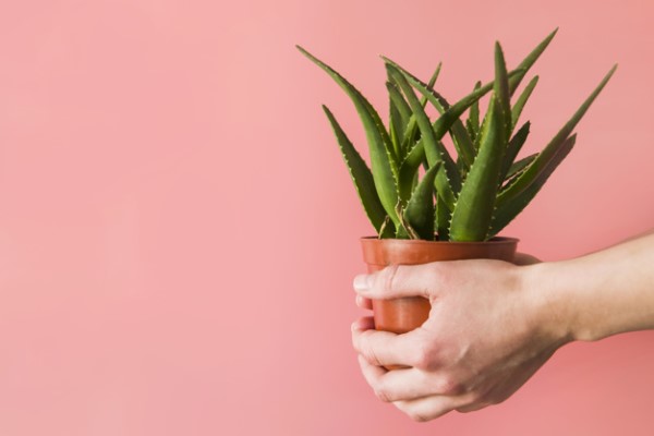 La pulpe d'aloe vera pour maigrir 