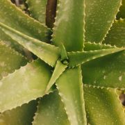 Pulpe d’aloe vera pour maigrir : une plante aux réels atouts minceur !