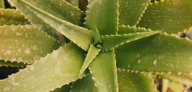 Pulpe d’aloe vera pour maigrir : une plante aux réels atouts minceur !