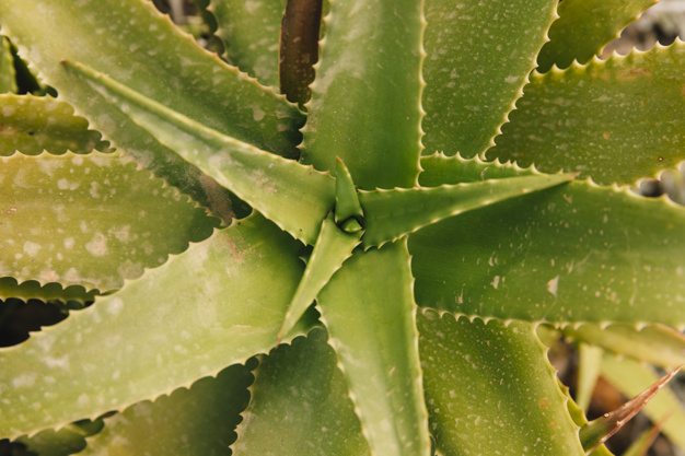 Pulpe d’aloe vera pour maigrir : une plante aux réels atouts minceur !