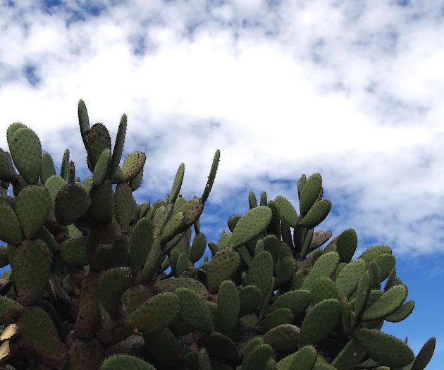 Nopal : avis, bienfaits et propriétés de la figue de barbarie sur la santé et pour maigrir