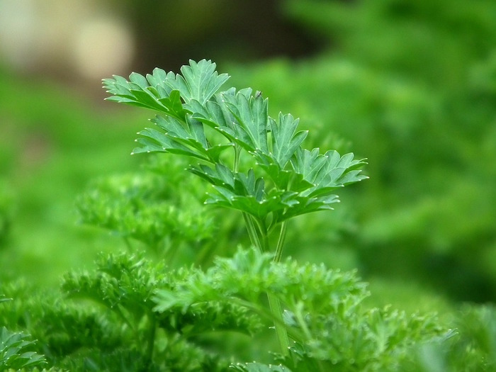 Infusion du persil pour maigrir, composition de la plante.