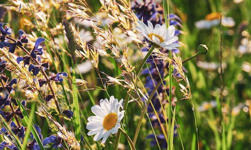 Sauge et perte de poids : peut-on maigrir grâce à cette plante ?