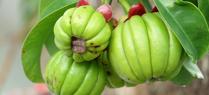 Garcinia Cambogia : avis sur le produit.