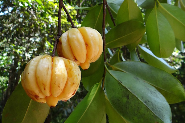 Garcinia Cambogia : avis et effets.