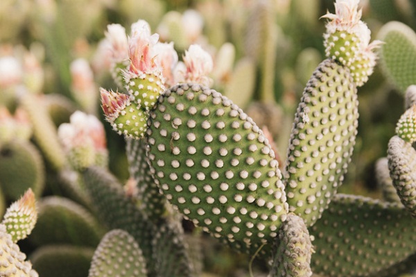 Nopal meilleur brûleur de graisse 2020