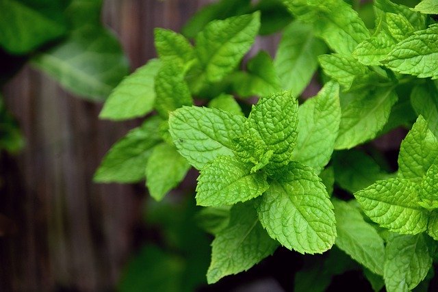 Plante pour maigrir  TOP 16 des plus efficaces pour perdre du poids